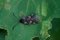Zygaena ephialtes