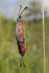 Zygaena loti