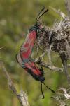 Zygaena loti