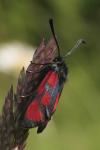 Zygaena loti