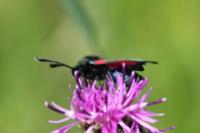 Zygaena trifolii