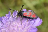 Zygaena loti