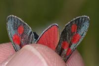 Zygaena filipendulae