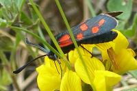 Zygaena transalpina