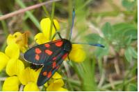 Zygaena transalpina
