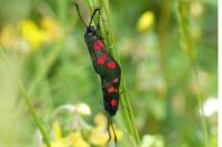 Zygaena trifolii