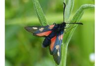 Zygaena trifolii