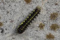 Aglaope infausta