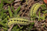 Zygaena carniolica