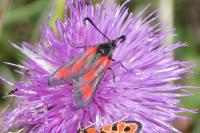 Zygaena sarpedon