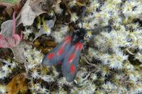 Zygaena sarpedon