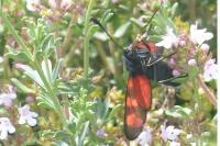Zygaena filipendulae