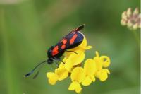 Zygaena transalpina