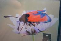 Zygaena erythrus actae