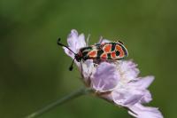 Zygaena fausta