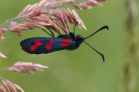Zygaena filipendulae