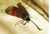 Zygaena filipendulae