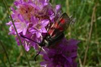 Zygaena exulans