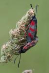 Zygaena filipendulae