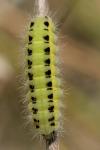 Zygaena loti