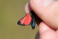 Zygaena transalpina