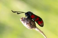 Zygaena transalpina