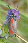 Zygaena loti