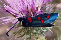 Zygaena lavandulae