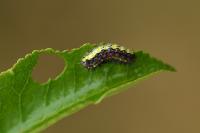 Aglaope infausta