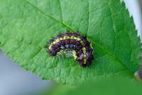 Aglaope infausta