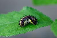 Aglaope infausta
