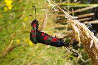 Zygaena trifolii