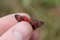 Zygaena filipendulae