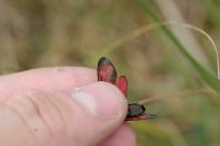 Zygaena filipendulae