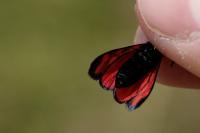 Zygaena transalpina