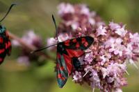Zygaena transalpina