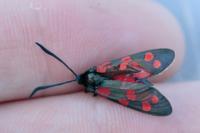 Zygaena filipendulae
