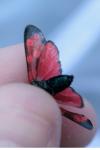 Zygaena filipendulae