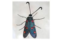 Zygaena lavandulae