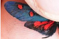 Zygaena lavandulae