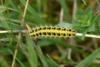 Zygaena filipendulae