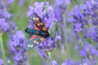 Zygaena filipendulae