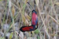 Zygaena erythrus actae
