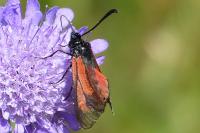Zygaena minos/purpuralis