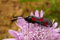 Zygaena sarpedon