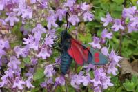 Zygaena filipendulae