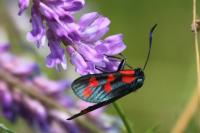 Zygaena filipendulae