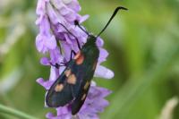Zygaena trifolii