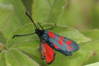 Zygaena filipendulae
