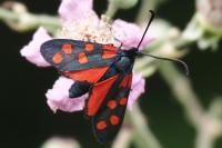 Zygaena transalpina